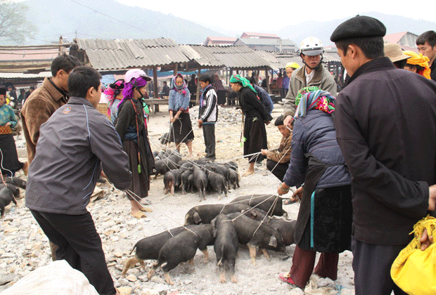 Carried under arm pig