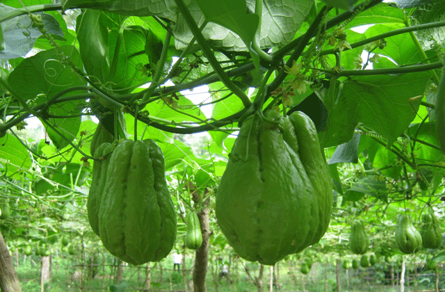 Vegetables in Sapa