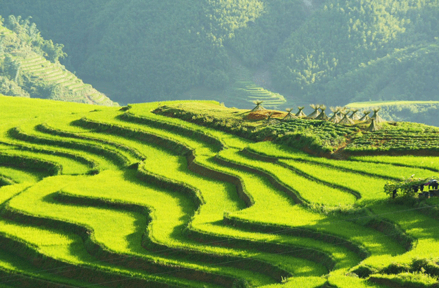 Terraced rice fields in Sapa