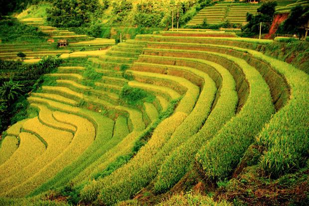 Rice terraced fields Sapa